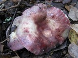 Russula graveolens image
