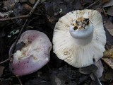 Russula graveolens image
