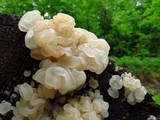 Gloeotromera alba image