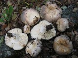 Russula cyanoxantha image