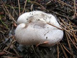 Clitocybe glacialis image