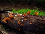 Dacryopinax elegans image