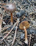 Pachylepyrium carbonicola image