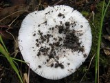 Amanita lactea image