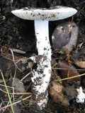 Amanita lactea image
