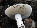 Amanita lactea image