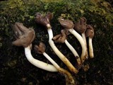 Helvella elastica image