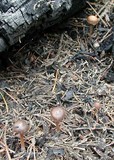Pachylepyrium carbonicola image