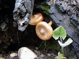 Pholiota highlandensis image