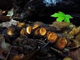 Galiella rufa image