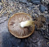 Pholiota highlandensis image