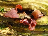 Auricularia americana image