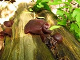 Auricularia americana image