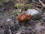 Gyromitra montana image