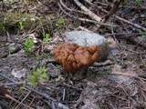 Gyromitra montana image