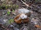Gyromitra montana image