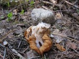 Gyromitra montana image