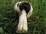 Agaricus texensis image