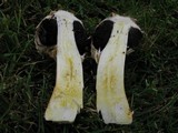 Agaricus texensis image