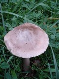 Amanita spreta image