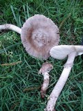 Amanita spreta image