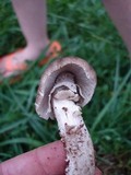 Amanita spreta image
