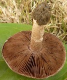 Agaricus cupreobrunneus image