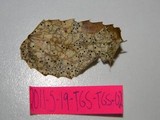 Coccomyces dentatus image