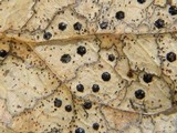 Coccomyces dentatus image