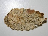 Coccomyces dentatus image