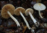 Cortinarius iringa image