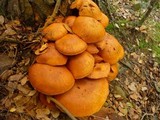 Gymnopilus ventricosus image