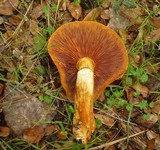 Gymnopilus ventricosus image