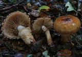 Cortinarius naphthalinus image