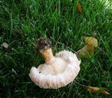 Lactarius pubescens var. betulae image
