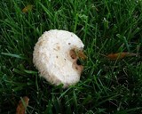 Lactarius pubescens var. betulae image