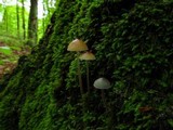 Mycena subcaerulea image