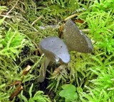 Helvella chinensis image