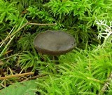 Helvella chinensis image