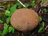 Scleroderma verrucosum image