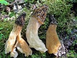 Morchella snyderi image
