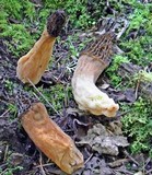 Morchella snyderi image
