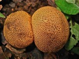 Scleroderma verrucosum image