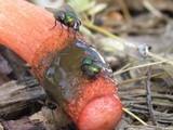 Mutinus elegans image