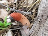 Mutinus elegans image
