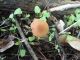 Rhizomarasmius pyrrhocephalus image