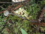 Rhizomarasmius pyrrhocephalus image