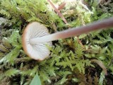 Rhizomarasmius pyrrhocephalus image