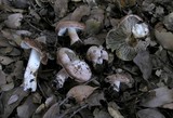 Inocybe brunnescens image