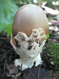 Amanita simulans image
